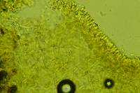 Athelia binucleospora image