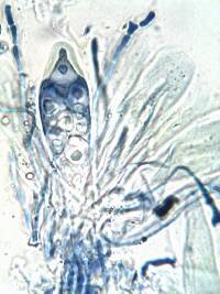 Caloplaca aurantia image