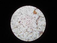 Psathyrella pseudovernalis image