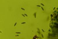 Dactylospora stygia image