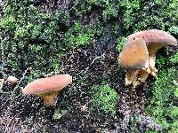 Phylloporus leucomycelinus image