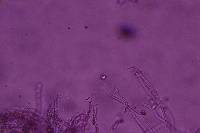 Flagelloscypha minutissima image
