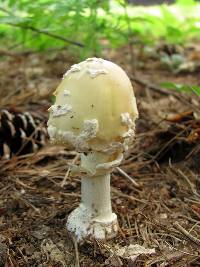 Amanita velatipes image