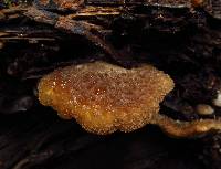 Hohenbuehelia mastrucata image