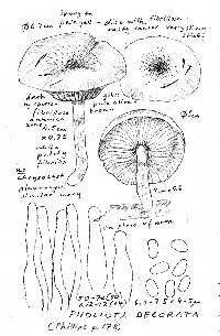 Pholiota decorata image