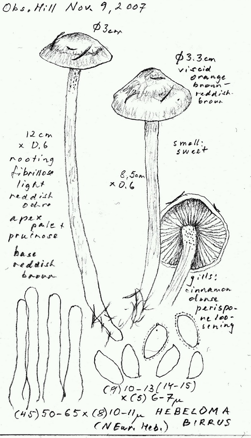 Hebeloma birrus image
