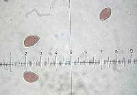 Hebeloma sinapizans image