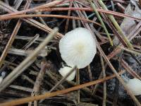 Hemimycena lactea image