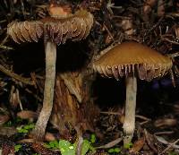 Psilocybe tasmaniana image