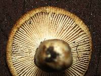 Russula farinipes image