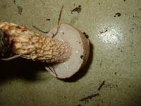Austroboletus subflavidus image
