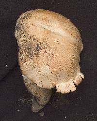 Tricholoma grave image