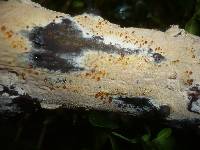 Hyphodontia rimosissima image