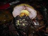 Cortinarius ionochlorus image