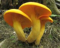 Image of Clitocybe illudens