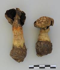 Image of Agaricus texensis