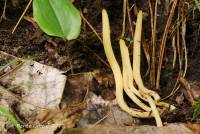 Clavaria amoenoides image