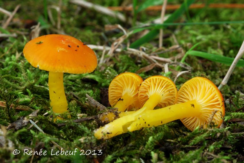 Hygrocybe subceracea image