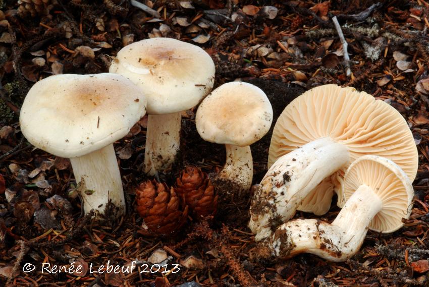 Hygrophorus monticola image