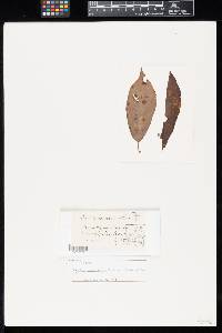Puccinia gesneracearum image