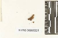 Phylloporia spathulata image