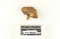 Gastroboletus xerocomoides image