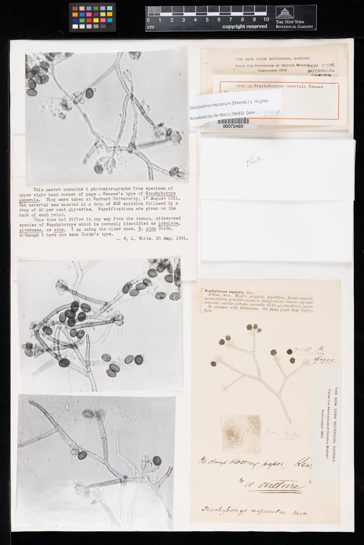 Stachybotrys asperula image
