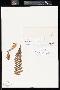 Milesia carpatica var. erythrosora image