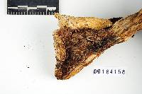 Lactarius scrobiculatus image