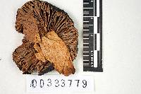Russula atroviolacea image