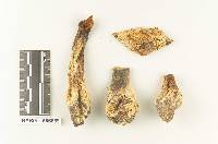 Armillaria appendiculata image