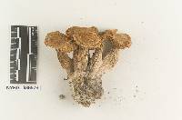 Clitocybe californiensis image