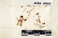 Mycena capillaripes image