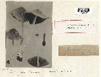 Psathyrella stevensonii image