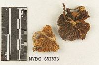 Gymnopus monticola image