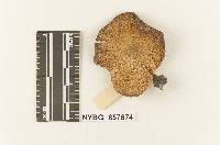 Clitocybe vialis image