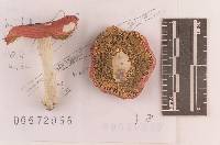 Russula pseudointegra image