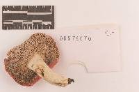 Russula pseudolepida image