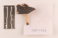 Russula sericeonitens image