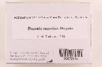 Russula seperina image