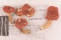 Russula silvicola image