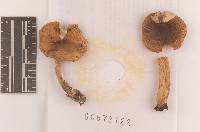 Russula sphagnophila image
