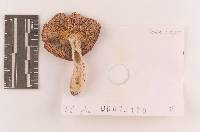 Russula subtenuiceps image