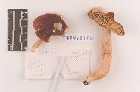 Russula subtenuiceps image