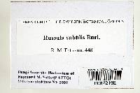Russula subtilis image