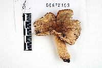 Russula sulcatipes image