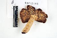 Russula sulcatipes image