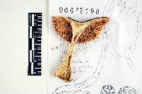 Russula turci image