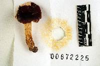 Russula admirabilis image