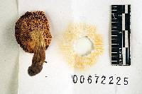 Russula admirabilis image